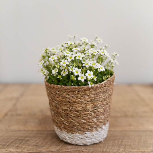 Flowering plant in pot