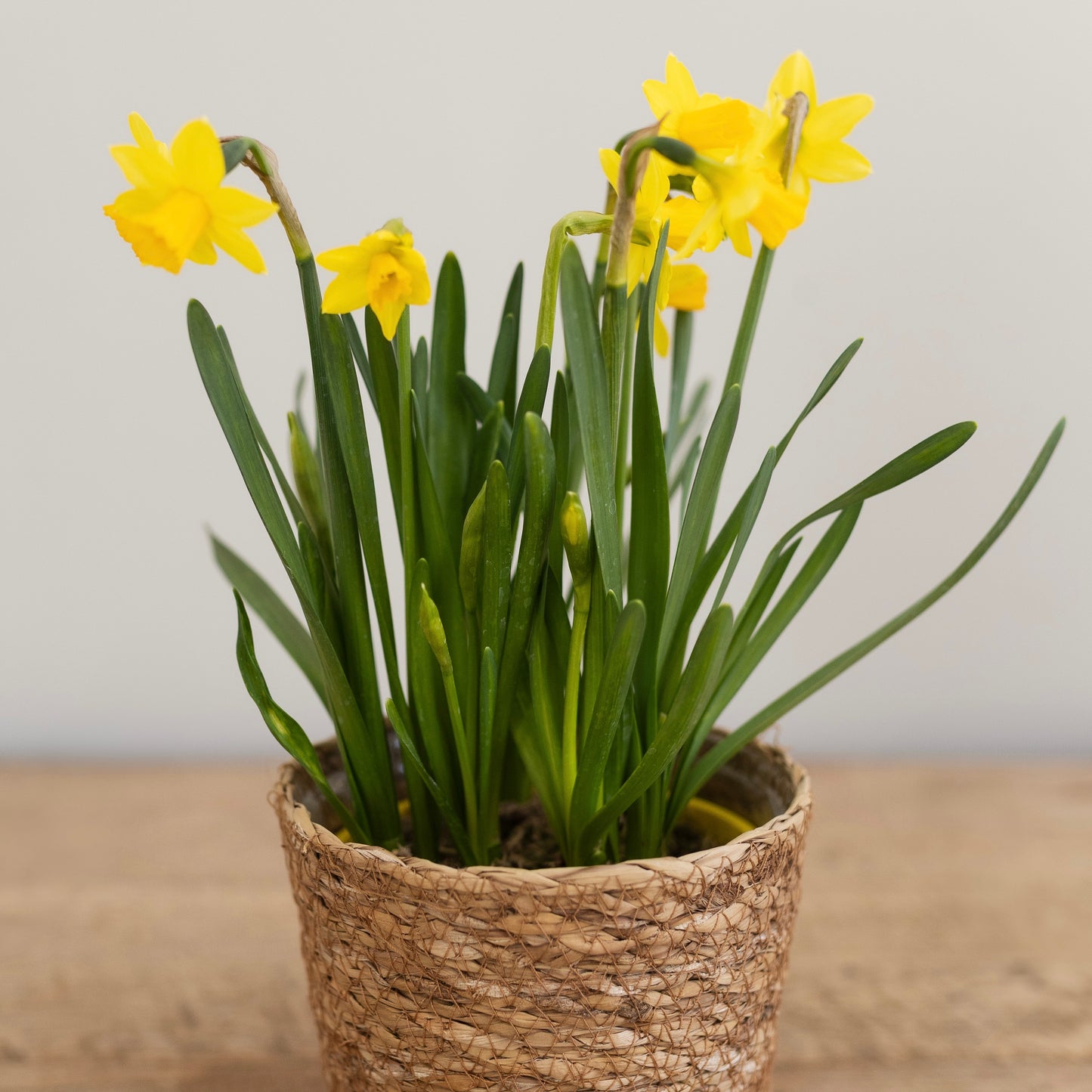 Flowering Plant