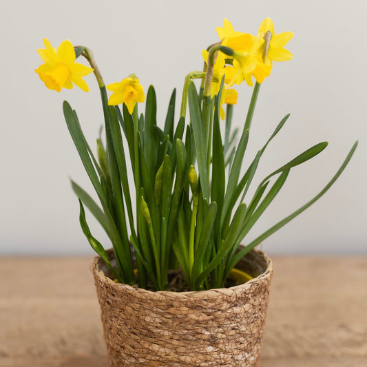 Flowering Plant